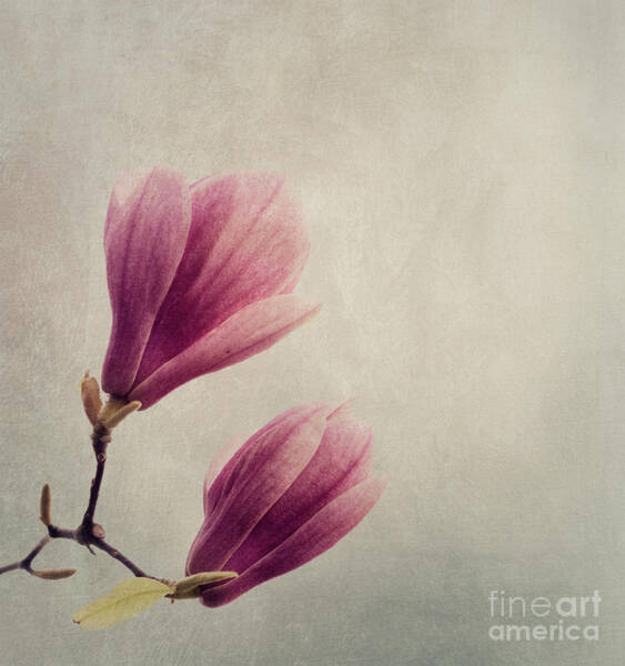 Delicate Pink Magnolia Blooms Wall Art