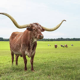 Majestic Longhorn Wall Art