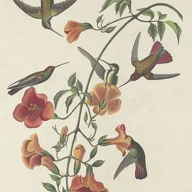 Mangrove Hummingbird by Dreyer Wildlife Print Collections 