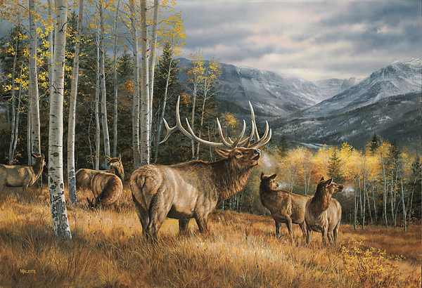 Wildlife Art for Sale