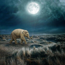 Moon by Beata Bieniak