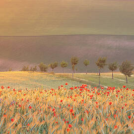 Moravian impression by Piotr Skrzypiec