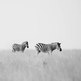 Namibia Zebras I by Nina Papiorek