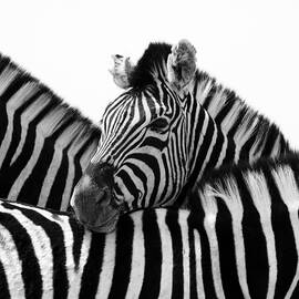 Namibia Zebras III by Nina Papiorek