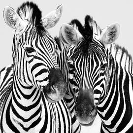 Namibia Zebras IV by Nina Papiorek