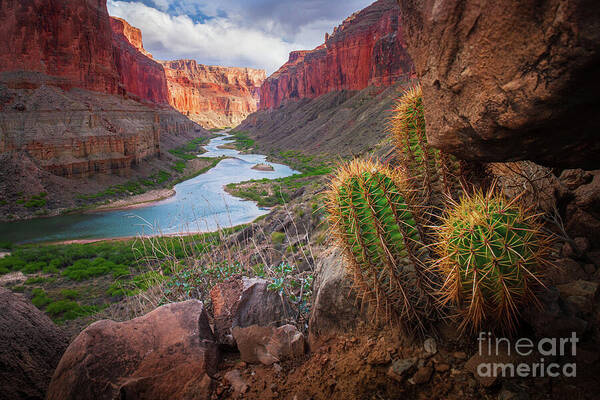 Cactus Overlooking Colorado River Wall Art