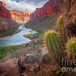 Nankoweap Cactus by Inge Johnsson