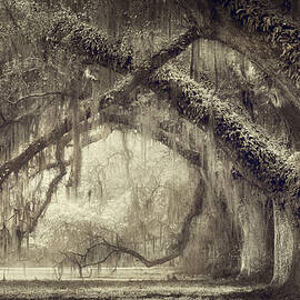 Oak Avenue by Magda Bognar