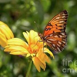 On a Yellow Daisy by Ana V Ramirez