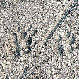 Paw prints by Tom Gowanlock