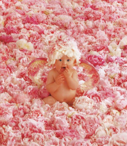 Peony Angel Baby by Anne Geddes Wall Art