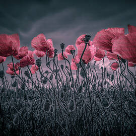 Poppies by Alessandro Traverso