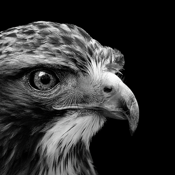Buzzard Art for Sale
