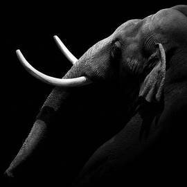Portrait of Elephant in black and white by Lukas Holas