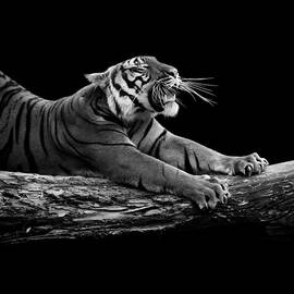 Portrait of Tiger in black and white by Lukas Holas