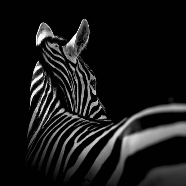 Zebra in Dramatic Monochrome Wall Art