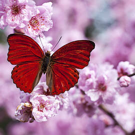 Red butterfly on plum  blossom branch by Garry Gay