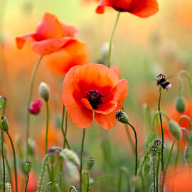 Red Corn Poppy Flowers 06 by Nailia Schwarz