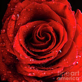 Red Rose Bud with water drops by Jelena Jovanovic