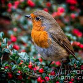 Robin Redbreast by Adrian Evans