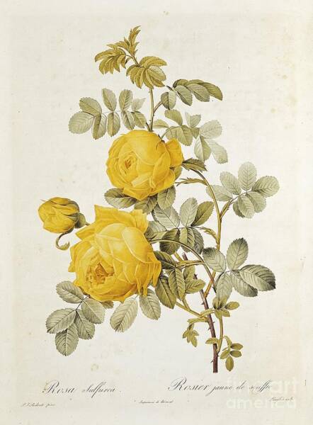 Rosa Sulfurea Botanical Engraving Wall Art