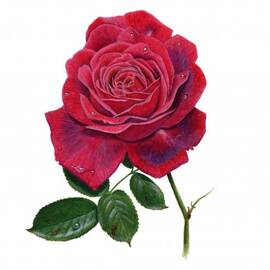 Rose 1 by Richard Harpum