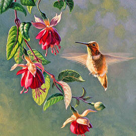 Rufous and Fuschia by Paul Krapf