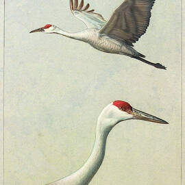 Sandhill Cranes by James W Johnson