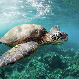 Sea Turtle Reef by M Swiet Productions