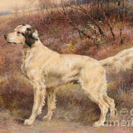 Setter on Profile by Celestial Images