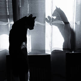 Shadow cats by Cambion Art