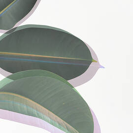 Shadows by Cassia Beck