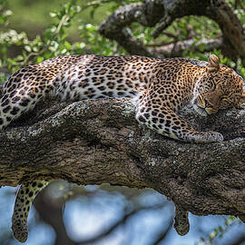 Sleep In The Sunlight by Jeffrey C. Sink