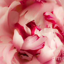 Soft Peony by Ana V Ramirez