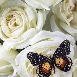 Speckled butterfly on white rose by Garry Gay