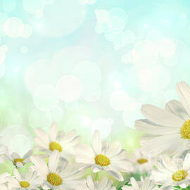 Spring Background with daisies by Sandra Cunningham