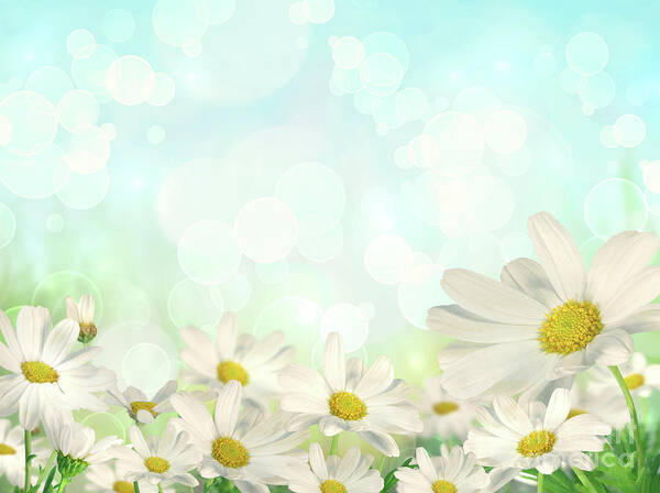 Springtime Daisies in Bloom Wall Art