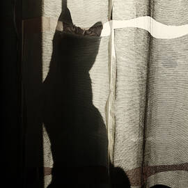 Stalker by Cambion Art