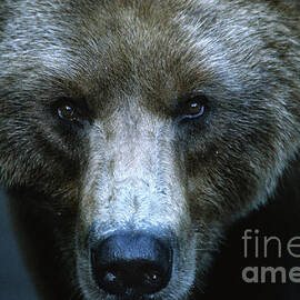 Stare Down by Sandra Bronstein