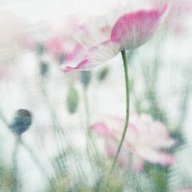 suffused with light III by Priska Wettstein