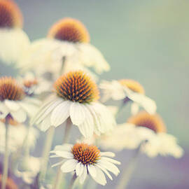 Summer of '75 by Amy Tyler