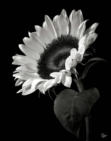 Black and White Sunflower Wall Art