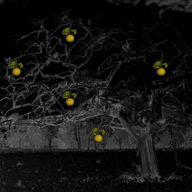 Sweet Fruit by Holly Kempe