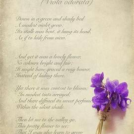 Sweet Violet by John Edwards