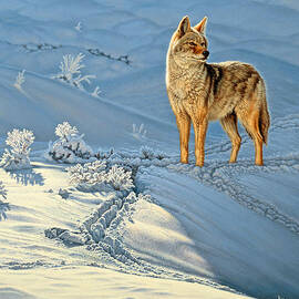 the Coyote - God's Dog by Paul Krapf