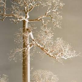 The Dreaming Tree by Holly Kempe