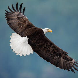 The Pose by David H Yang