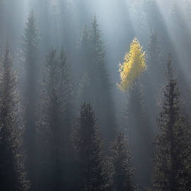 The Soloist by Piotr Skrzypiec