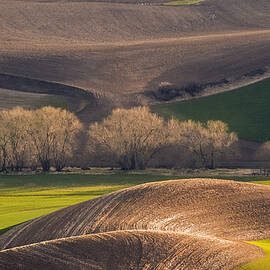 The Spring Is Coming by David H Yang