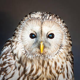 Ural owl by Tom Gowanlock